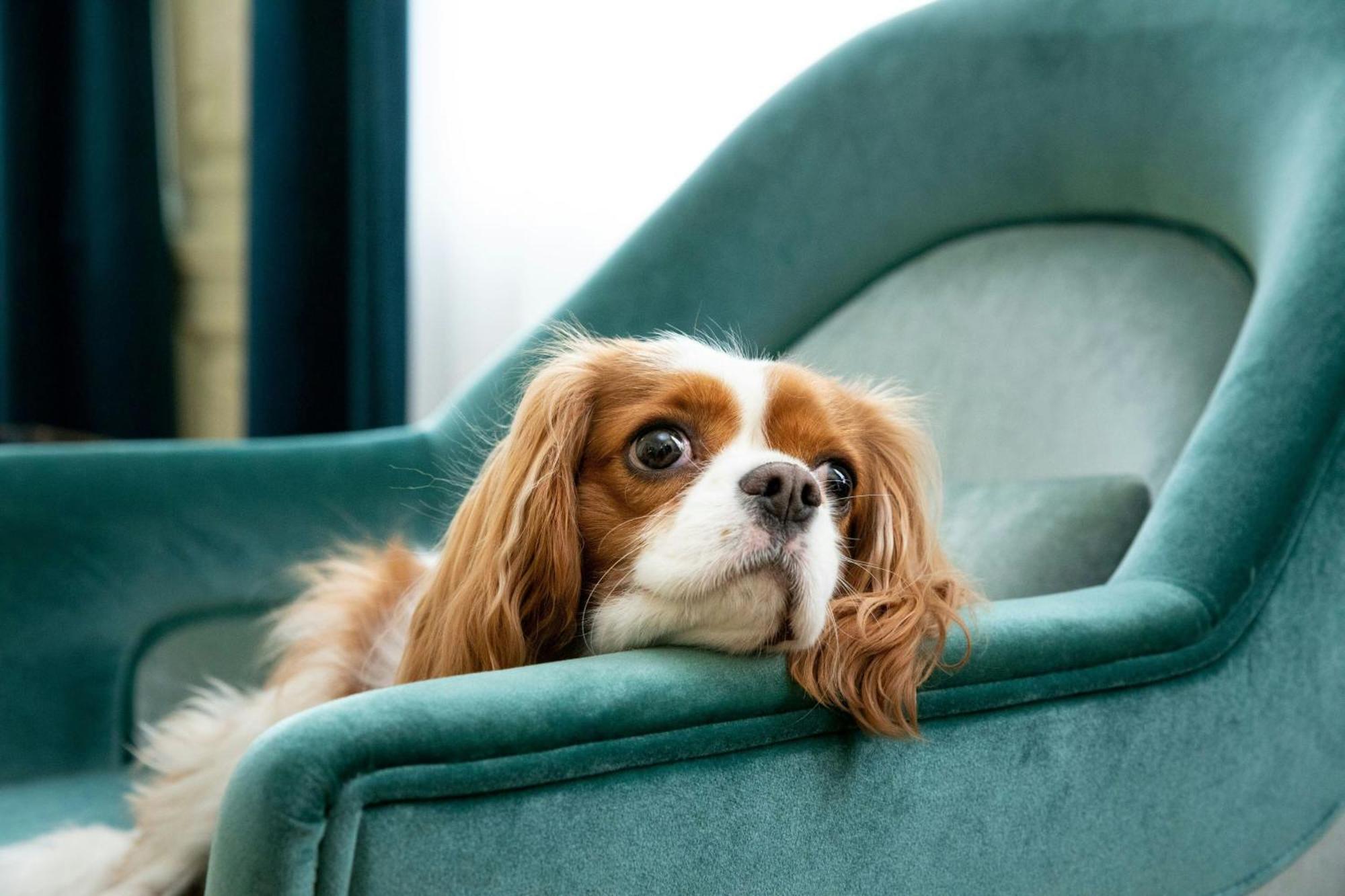 Отель Sapphire House Antwerp, Autograph Collection By Marriott Экстерьер фото Cavalier King Charles Spaniel